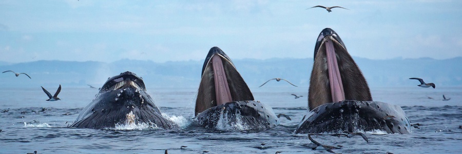 Dolphin and Whales watching