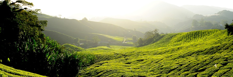 Tea plantations