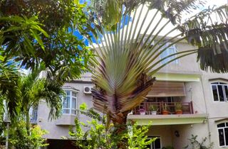 Accommodation - guest house la gaulette mauritius surf holidays garden 2.jpg