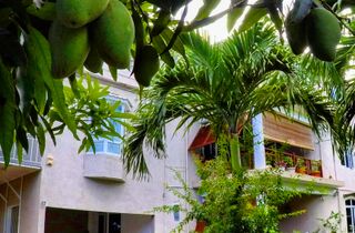 Accommodation - guest house la gaulette mauritius surf holidays mangoes.jpg