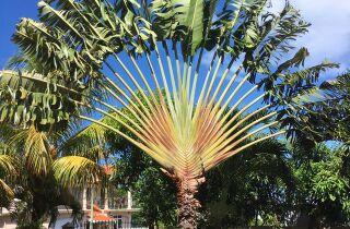 Apartments - guest house garden la gaulette mauritius.jpg