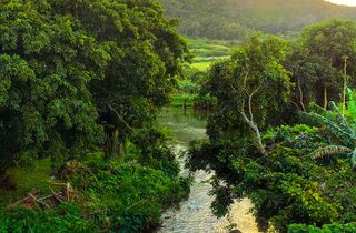 The Island - mauritius attractions tamarin river holidays.jpg