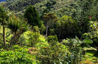 Maurice info - mauritius attractions chamarel holidays forest.jpg