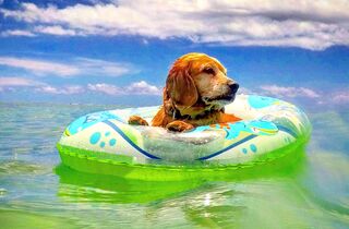 l'ile - mauritius dog holidays.jpg