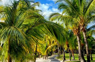 Mauritius info - mauritius sur holidays coconut trees le morne.jpg