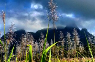 Mauritius info - mauritius surf holidays sugar cane in moka.jpg