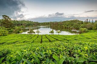 Tours & Trekking - mauritius thè tour Bois-Cheri holidays.jpg