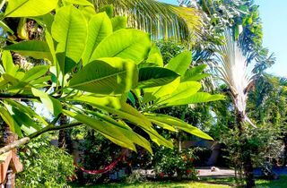 MACONDE' room 3 bed - hammock surf house villa d'or la gaulette mauritius surf holidays.jpg